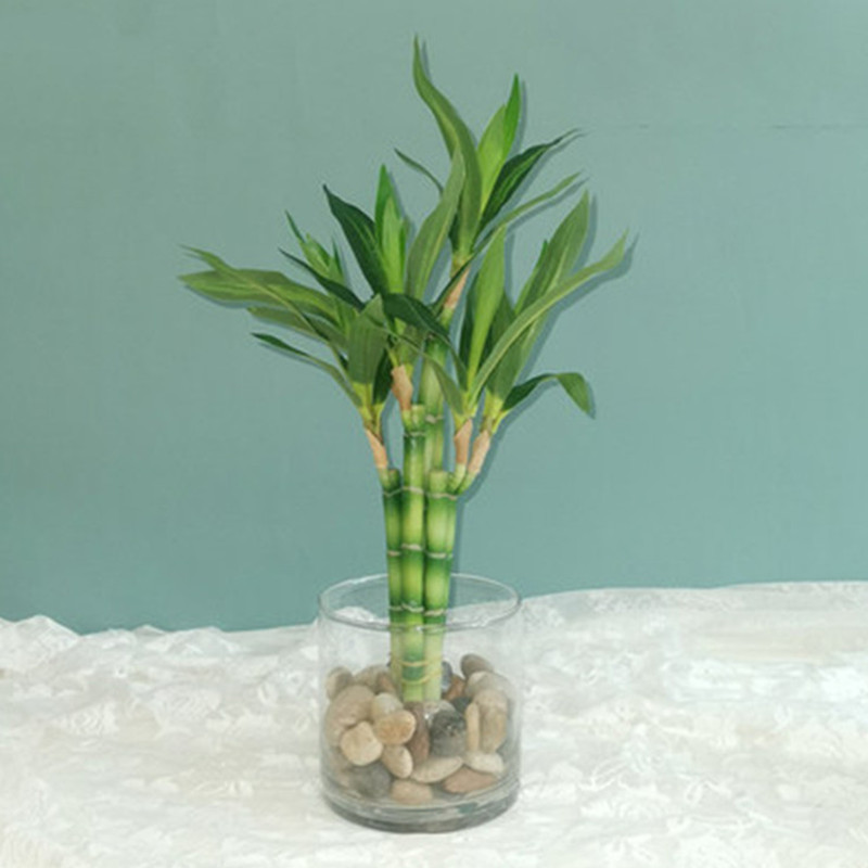Desktop Organizer Bamboo - Novo 40cm rftificial sorte bambu suculenta